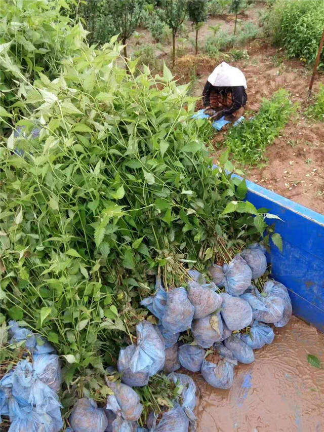 棣棠裝車現(xiàn)場(chǎng)