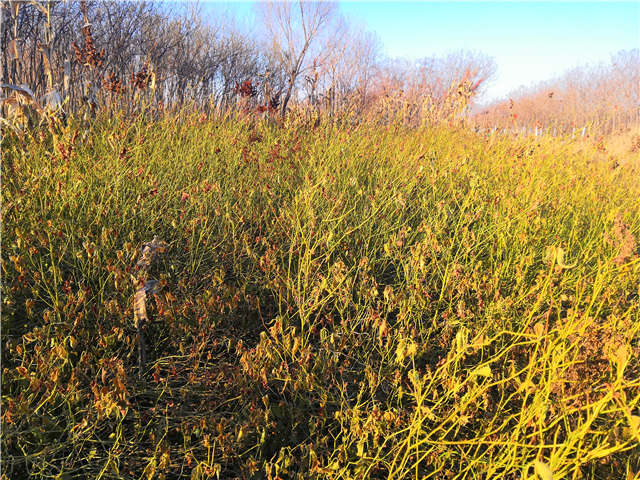 棣棠種植基地實(shí)拍