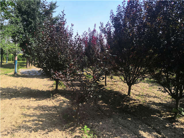 沭陽長景園林太陽李種植基地實拍圖片