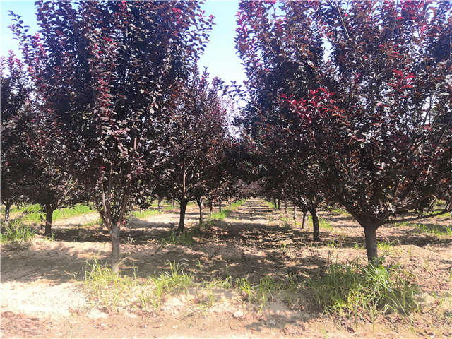 沭陽長景園林太陽李種植基地實拍圖片